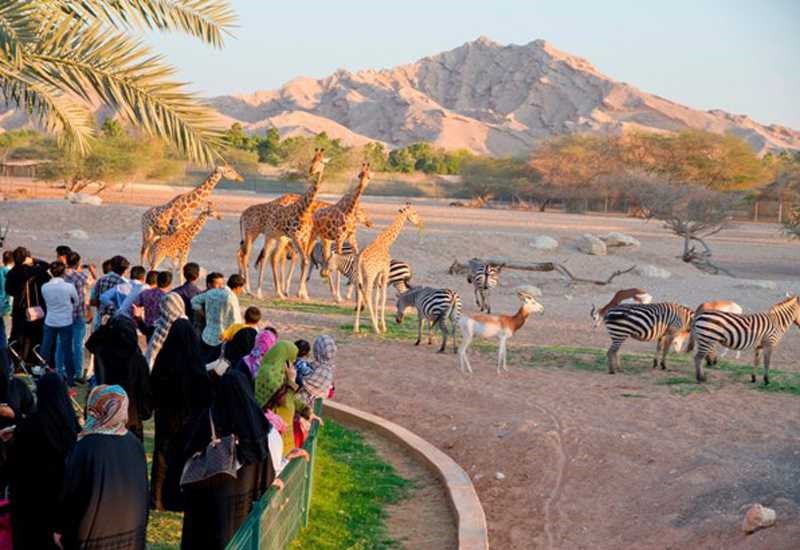 al ain safari